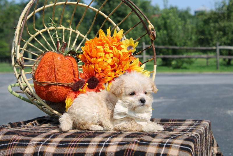 puppy, for, sale, Maltipoo, Matthew B. Stoltzfus, dog, breeder, Gap, PA, dog-breeder, puppy-for-sale, forsale, nearby, find, puppyfind, locator, puppylocator, aca